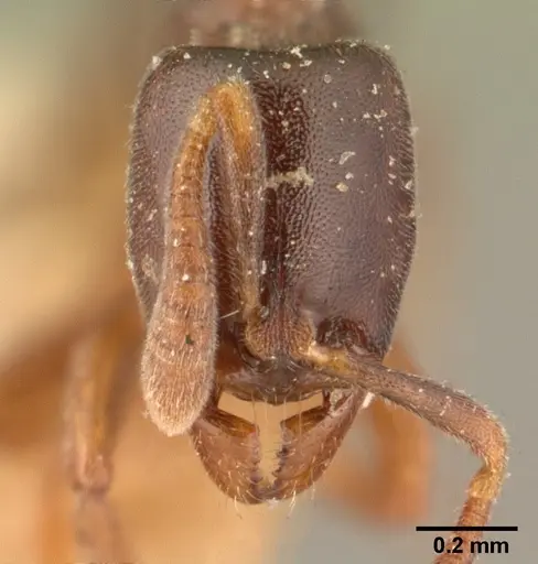 Hypoponera punctatissima specimen CASENT0101017 image casent0101017_2