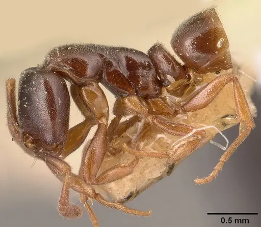 Hypoponera punctatissima specimen CASENT0101017 image casent0101017_3