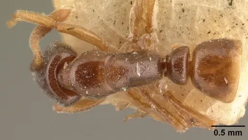 Hypoponera punctatissima specimen CASENT0101765 image casent0101765_1