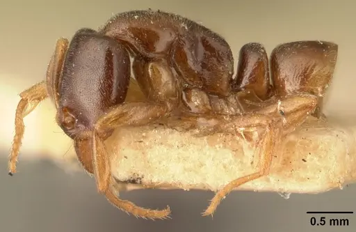 Hypoponera punctatissima specimen CASENT0101765 image casent0101765_3