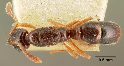 Hypoponera punctatissima specimen CASENT0101793 image casent0101793_1