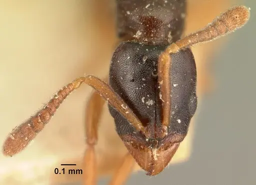 Hypoponera punctatissima specimen CASENT0101793 image casent0101793_2