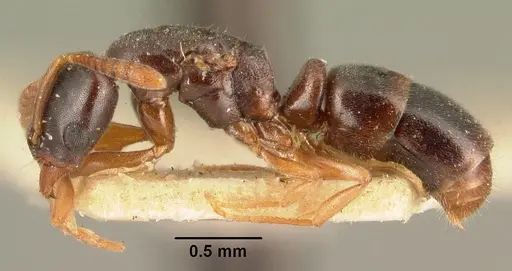 Hypoponera punctatissima specimen CASENT0101793 image casent0101793_3
