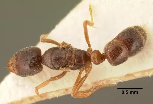 Hypoponera punctatissima specimen CASENT0101875 image casent0101875_1