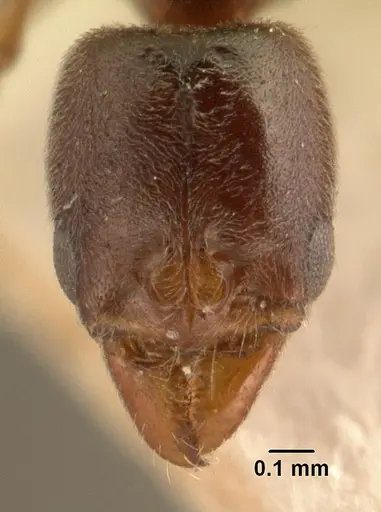 Hypoponera punctatissima specimen CASENT0101875 image casent0101875_2