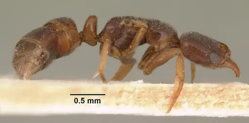 Hypoponera punctatissima specimen CASENT0101875 image casent0101875_3