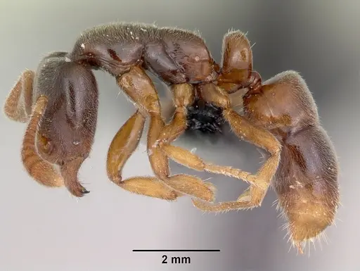 Hypoponera punctatissima specimen CASENT0103229 image casent0103229_3