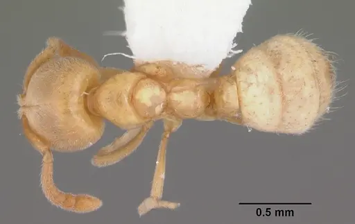 Hypoponera punctatissima specimen CASENT0103973 image casent0103973_1