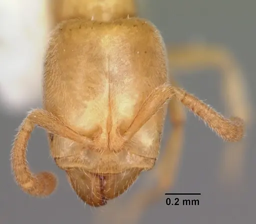 Hypoponera punctatissima specimen CASENT0103973 image casent0103973_2