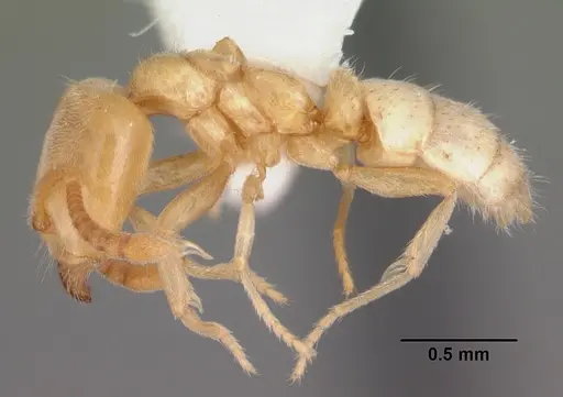 Hypoponera punctatissima specimen CASENT0103973 image casent0103973_3