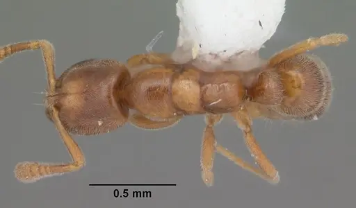 Hypoponera punctatissima specimen CASENT0103976 image casent0103976_1