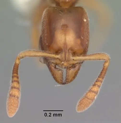 Hypoponera punctatissima specimen CASENT0103976 image casent0103976_2