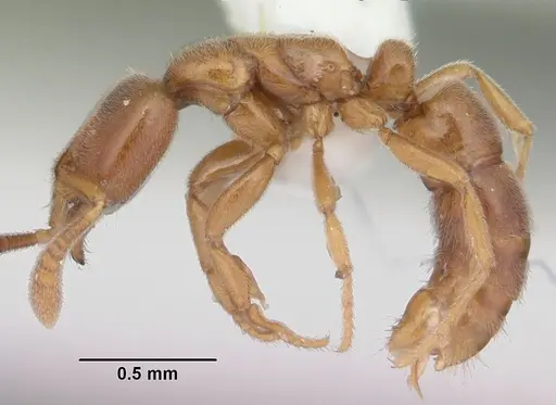 Hypoponera punctatissima specimen CASENT0103976 image casent0103976_3