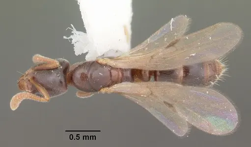 Hypoponera punctatissima specimen CASENT0103979 image casent0103979_1