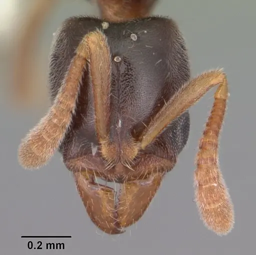 Hypoponera punctatissima specimen CASENT0103979 image casent0103979_2