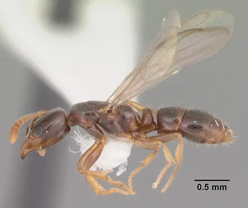 Hypoponera punctatissima specimen CASENT0103979 image casent0103979_3