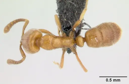 Hypoponera punctatissima specimen CASENT0133033 image casent0133033_1