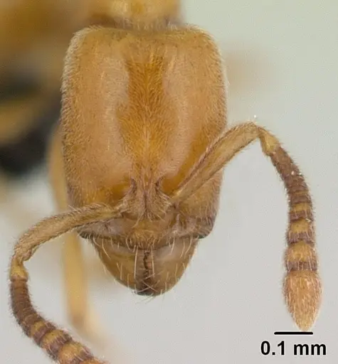 Hypoponera punctatissima specimen CASENT0133033 image casent0133033_2