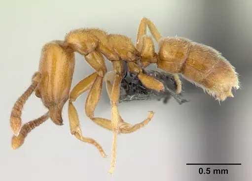 Hypoponera punctatissima specimen CASENT0133033 image casent0133033_3