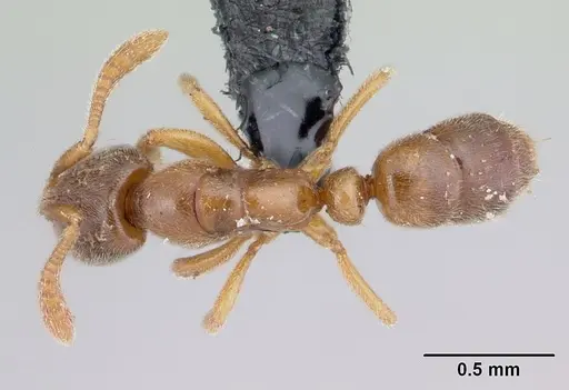 Hypoponera punctatissima specimen CASENT0134740 image casent0134740_1