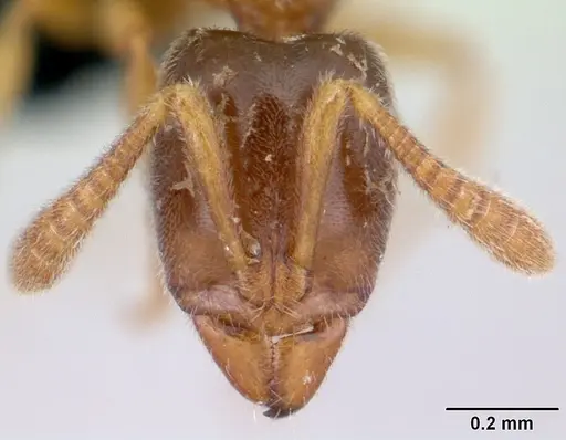 Hypoponera punctatissima specimen CASENT0134740 image casent0134740_2