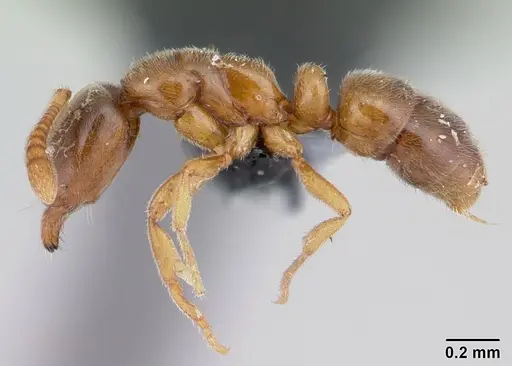 Hypoponera punctatissima specimen CASENT0134740 image casent0134740_3