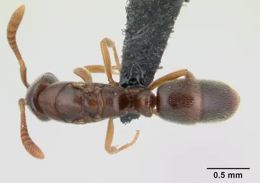 Hypoponera punctatissima specimen CASENT0136530 image casent0136530_1