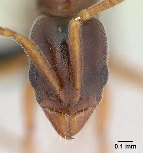Hypoponera punctatissima specimen CASENT0136530 image casent0136530_2
