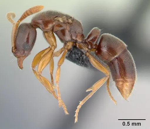 Hypoponera punctatissima specimen CASENT0136530 image casent0136530_3