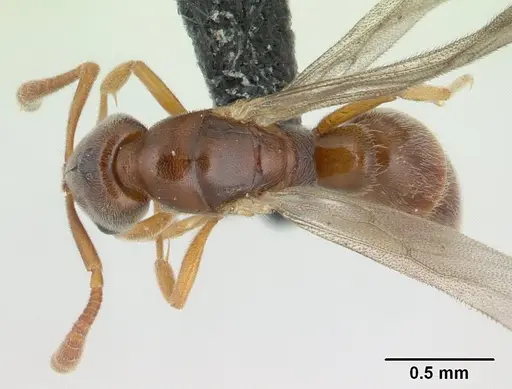 Hypoponera punctatissima specimen CASENT0136757 image casent0136757_1
