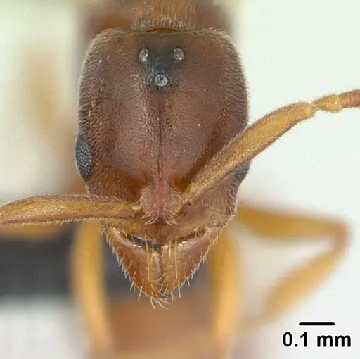 Hypoponera punctatissima specimen CASENT0136757 image casent0136757_2