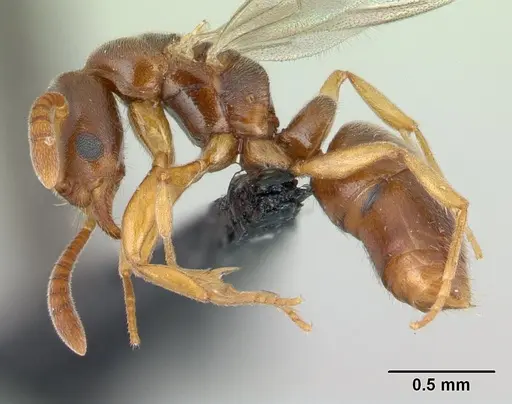 Hypoponera punctatissima specimen CASENT0136757 image casent0136757_3