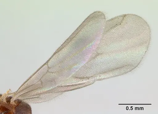 Hypoponera punctatissima specimen CASENT0136757 image casent0136757_4