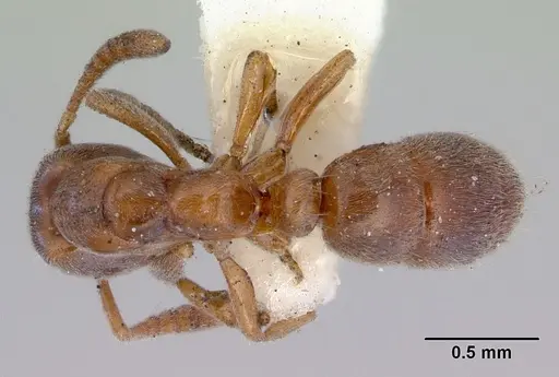 Hypoponera punctatissima specimen CASENT0172336 image casent0172336_1