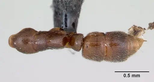 Hypoponera punctatissima specimen CASENT0172719 image casent0172719_1