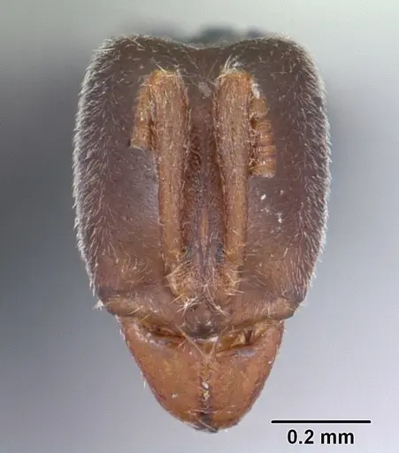 Hypoponera punctatissima specimen CASENT0172719 image casent0172719_2