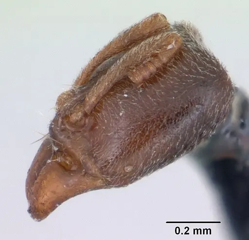 Hypoponera punctatissima specimen CASENT0172719 image casent0172719_3
