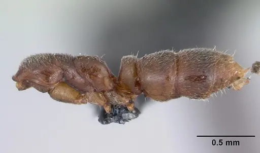 Hypoponera punctatissima specimen CASENT0172719 image casent0172719_4