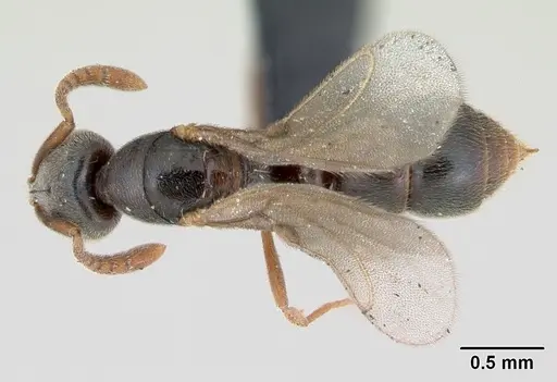 Hypoponera punctatissima specimen CASENT0173128 image casent0173128_1