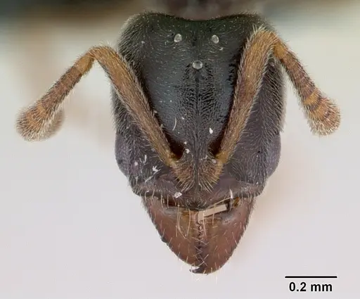 Hypoponera punctatissima specimen CASENT0173128 image casent0173128_2