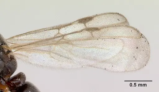 Hypoponera punctatissima specimen CASENT0173128 image casent0173128_4
