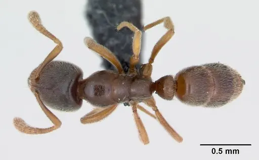 Hypoponera punctatissima specimen CASENT0173132 image casent0173132_1