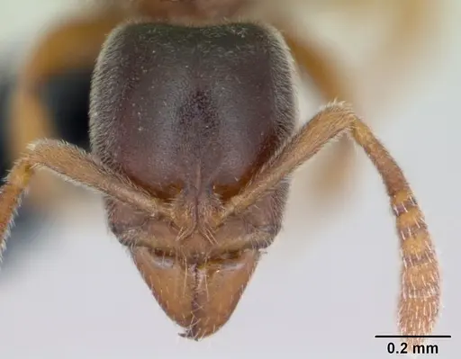 Hypoponera punctatissima specimen CASENT0173132 image casent0173132_2