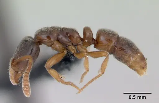 Hypoponera punctatissima specimen CASENT0173132 image casent0173132_3