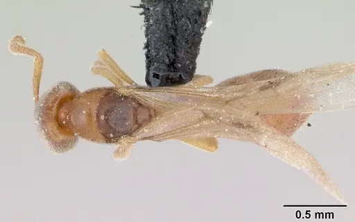 Hypoponera punctatissima specimen CASENT0173137 image casent0173137_1