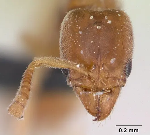 Hypoponera punctatissima specimen CASENT0173137 image casent0173137_2
