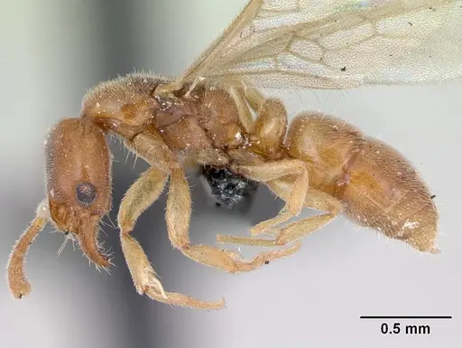 Hypoponera punctatissima specimen CASENT0173137 image casent0173137_3