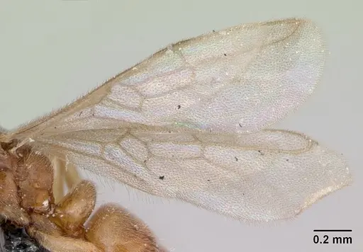 Hypoponera punctatissima specimen CASENT0173137 image casent0173137_4