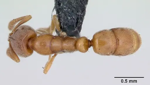 Hypoponera punctatissima specimen CASENT0173181 image casent0173181_1