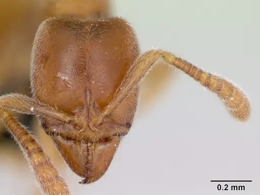 Hypoponera punctatissima specimen CASENT0173181 image casent0173181_2